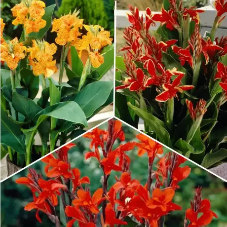 Pachet PROMO 11 - Canna Indica Lucifer / Canna Indica Picasso / Canna Indica Rosie