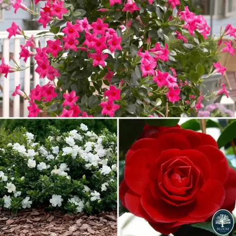 Pachet PROMO 21 - Gardenia Jasmin / Camelia Japonica Red / Dipladenia Pink - La ghiveci 2l