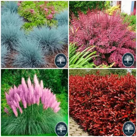 Pachet PROMO 24 - Iarba de Pampas Roz / Festuca iarba Albastra / Fotinia Fraseri Red Robin / Dracilia Pink Queen - Ghiveci de 3 l