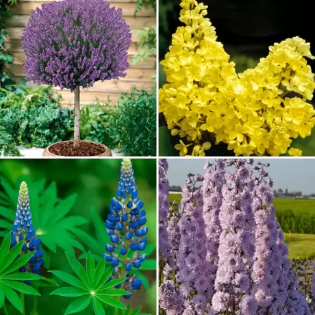 Pachet PROMO 09 - Lupin Albastru / Lavanda Pomisor Mov / Liliac Galben / Delphinium Highlander Cha Cha