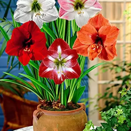 Pachet Promotional Amaryllis Mix 1