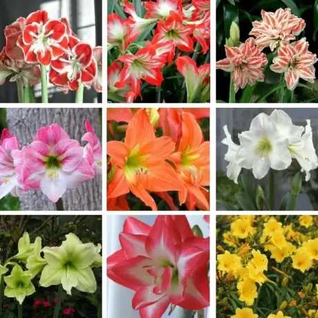 Pachet Promotional Amaryllis Mix 2