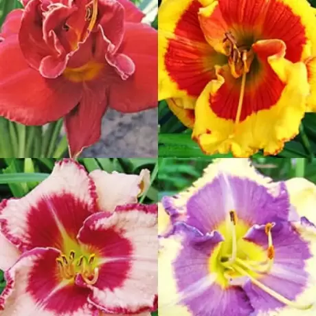 Pachet Promotional Bulbi de Crini Hemerocallis Mix