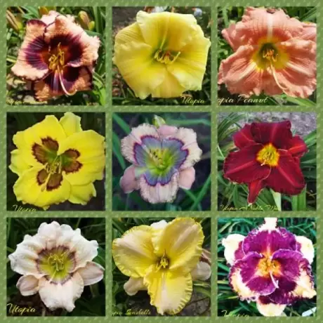 Pachet Promotional Crini Hemerocallis Mix