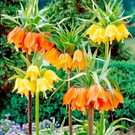 Pachet Promotional Fritillaria Mix