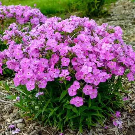 Phlox Baby Doll Pink