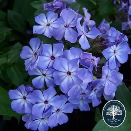 Phlox Blue Flame