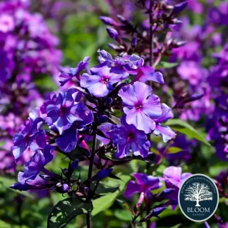 Phlox Blue Paradise