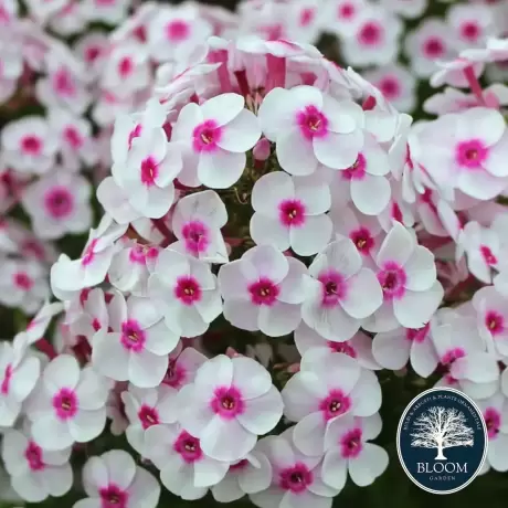 Phlox Cherry Pink