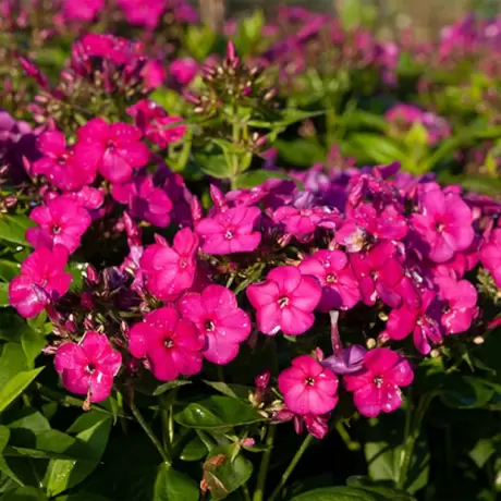 Phlox Famous Magenta