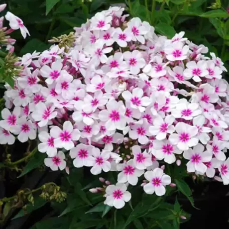 Phlox Famous White Eye