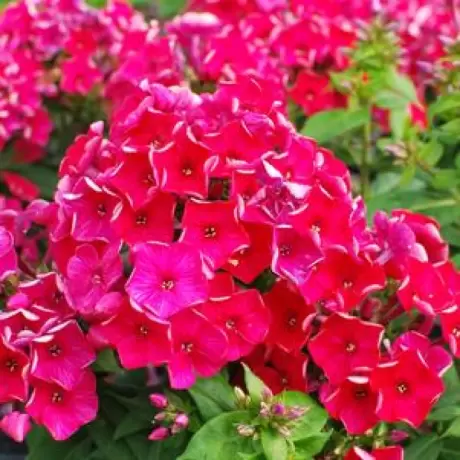 Phlox Flame Cerise