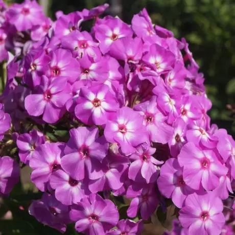 Phlox Flame Liliac