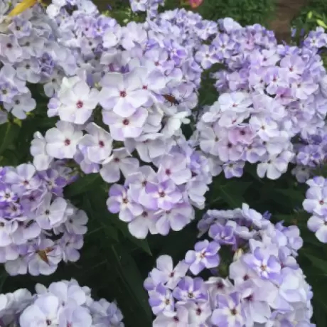 Phlox Flame Marine