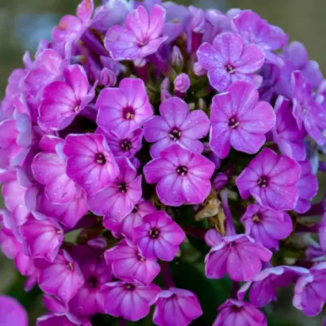 Phlox Flame Purple Eye