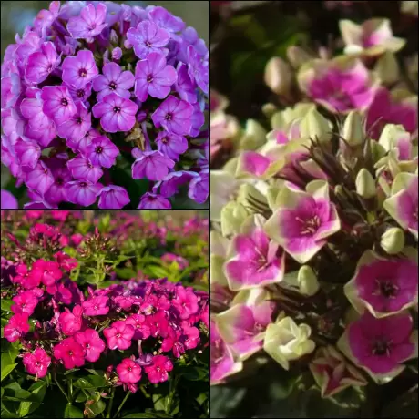 Phlox Mix 1