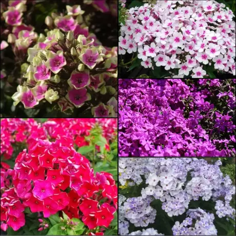 Phlox Mix 2