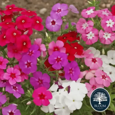 Phlox Mix