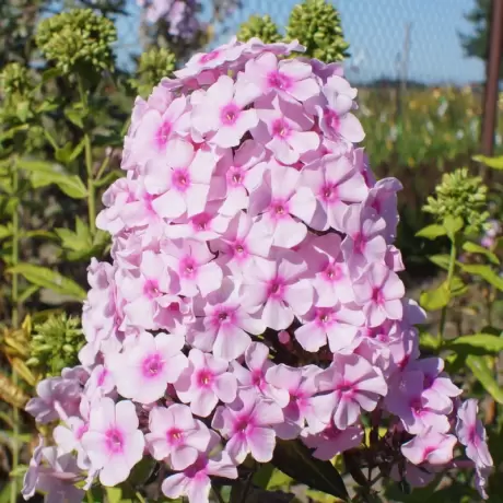 Phlox Narwianski Wir