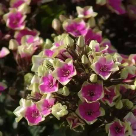 Phlox Paniculata Aureole