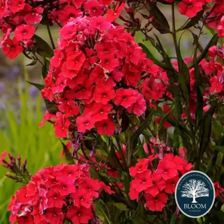 Phlox Red