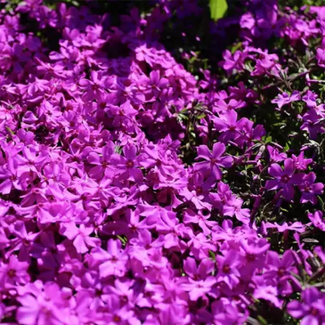 Phlox Spring Hot Pink