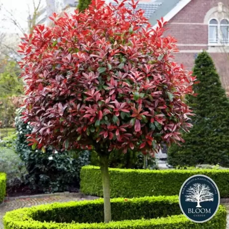 Photinia Fraserii Red Robin Tip Pomisor - Ghiveci 5 l - Înălțime 70 - 80 cm