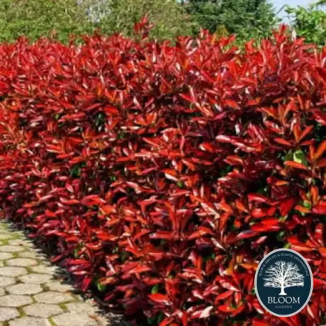 Photinia fraseri Camilvy - Ghiveci 5 l - Înălțime 70 - 80 cm