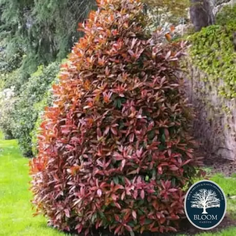 Photinia fraseri Cracklin Red - Ghiveci 5 l - Înălțime 70 - 80 cm