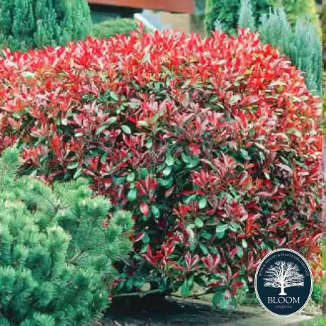 Photinia fraseri Dynamo Red - Ghiveci 5 l - Înălțime 70 - 80 cm