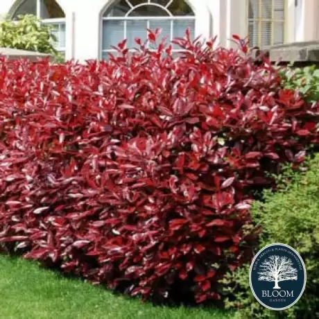 Photinia fraseri Fireball Red - Ghiveci 5 l - Înălțime 70 - 80 cm