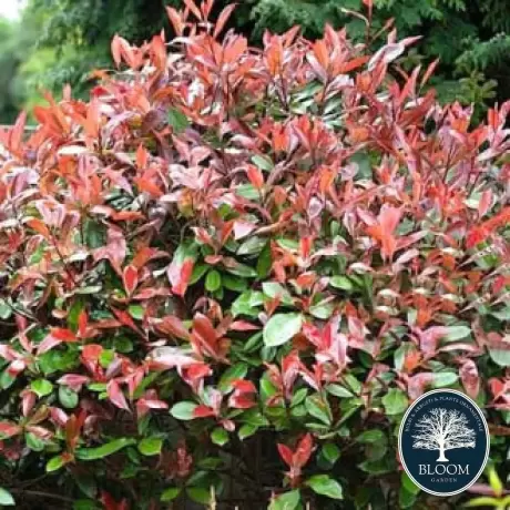 Photinia fraseri Little Red Robin - Ghiveci 5 l - Înălțime 70 - 80 cm