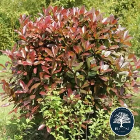 Photinia fraseri Robusta Compacta - Ghiveci 5 l - Înălțime 70 - 80 cm