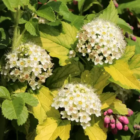 Physocarpus Opulifolius - Dart's Gold - Ghiveci 2 l - Inaltime 20 - 30 cm