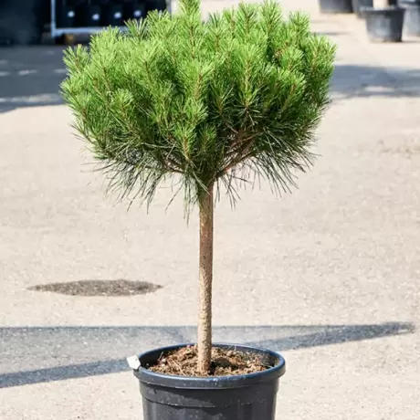 Pin Rosu Japonez - Pinus Densiflora Alice Verkade - Ghiveci 20 l - Inaltime 80 - 100 cm