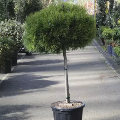 Pin Negru - Pinus Nigra Marie Bregeon - Ghiveci 20 l - Inaltime 60 - 80 cm