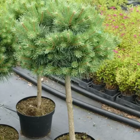 Pin Scotian - Pinus Sylvestris Martham - Ghiveci 20 l - Inaltime 60 - 70 cm