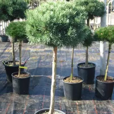 Pin Scotian - Pinus Sylvestris Watereri - Ghiveci 20 l - Inaltime 70 - 90 cm