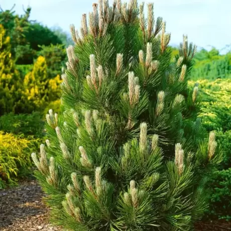 Pin Bosniac - Pinus Leucodermis Compact Gem - Ghiveci 10 l - Inaltime 50 - 60 cm