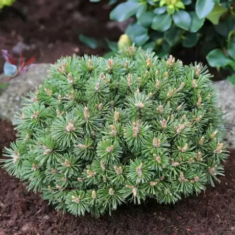 Pin Globular Pitic - Pinus Mugo Benjamin - Ghiveci 10 l - Inaltime 50 - 60 cm