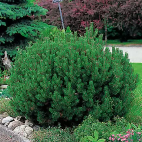 Pin Pitic - Pinus Mugo Mops - Ghiveci 10 l - Inaltime 40 - 60 cm