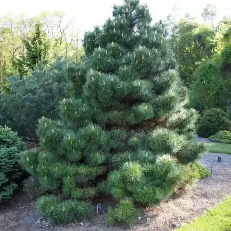 Pin Austriac Negru - Pinus Nigra - Ghiveci 5 L - Inaltime 70 - 90 cm