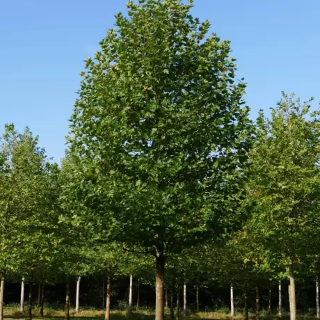 Platan - Platanus Hispanica - Ghiveci 3 L - Inaltime 130 - 150 cm