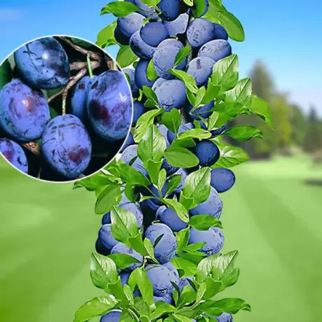 Pom Fructifer - Prun Columnar Sweet Blue - Anul 3 cu Radacina Impachetata