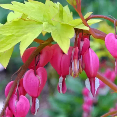 Cerceii Doamnei Ruby Gold ( Dicentra) 