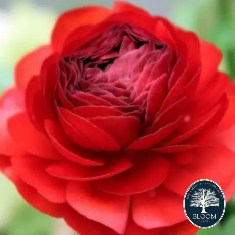 Ranunculus Aviv Rood