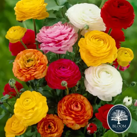 Ranunculus Mix 