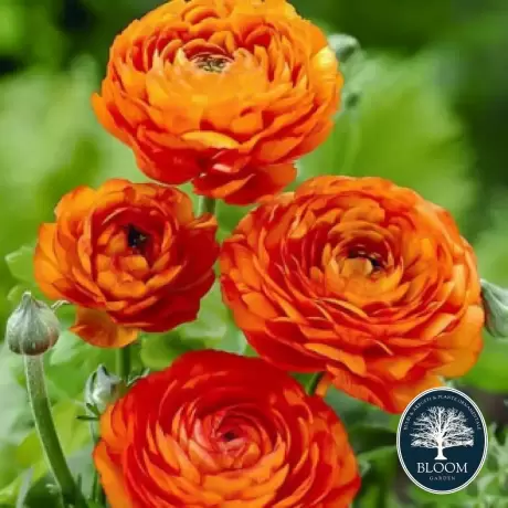 Ranunculus Orange