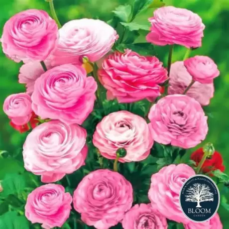 Ranunculus Pink 