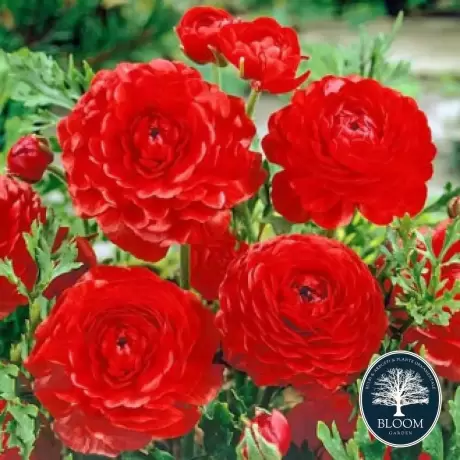 Ranunculus Red 